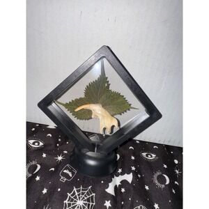 Muskrat jaw floating‎ frame taxidermy oddities art